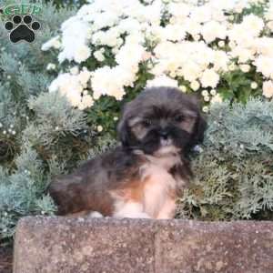 Barley, Lhasa Apso Puppy